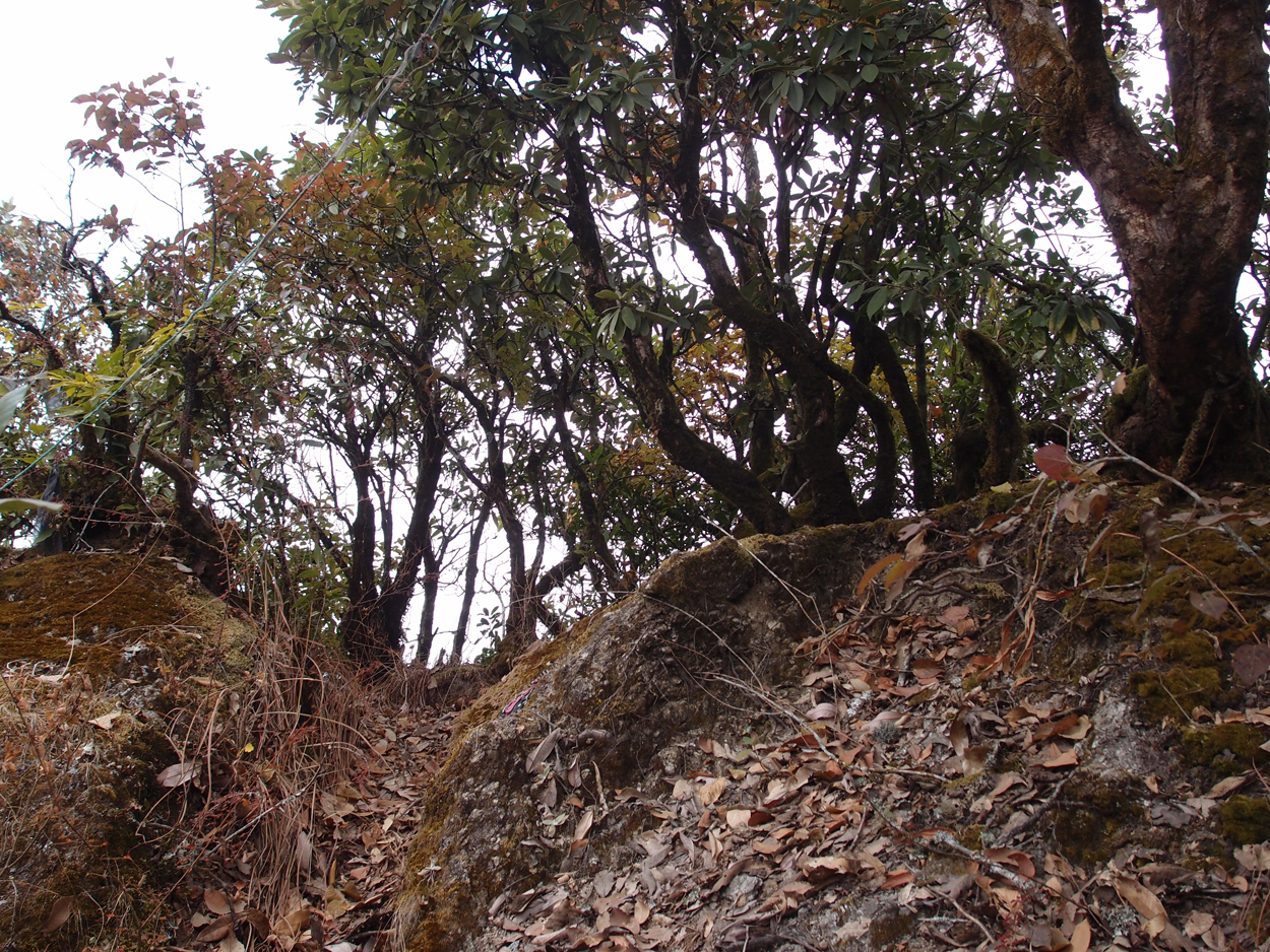 2018-01-16 12 Uhr - Im Shivapuri Nagarjun National Park (Nagi Gumba) (Foto) 